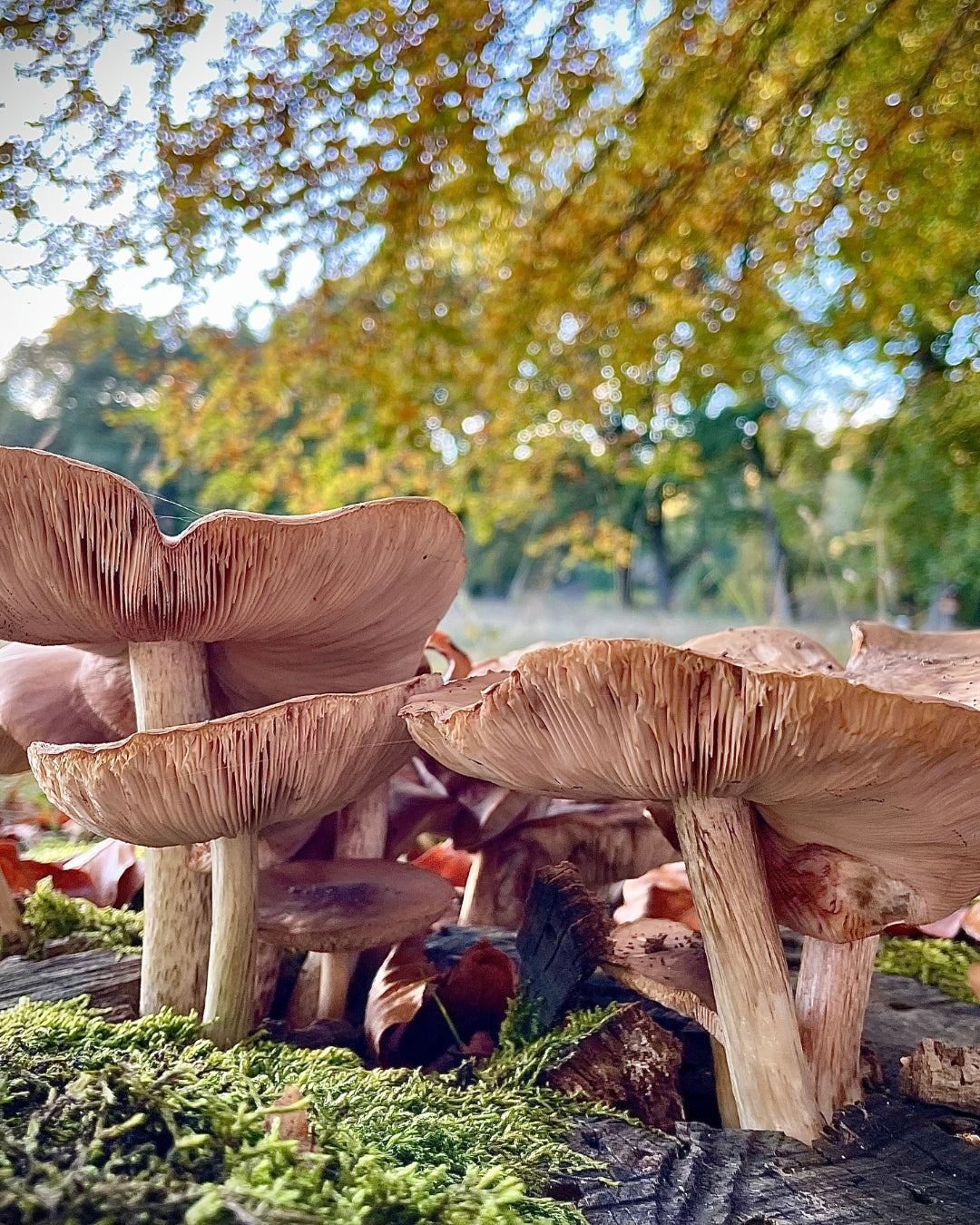 Die 5 besten Vitalpilze: Natürliche Wege zu Immunsystem, Energie und Fokus