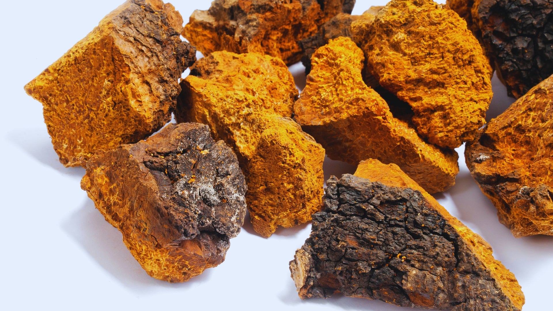 Hongos medicinales para animales