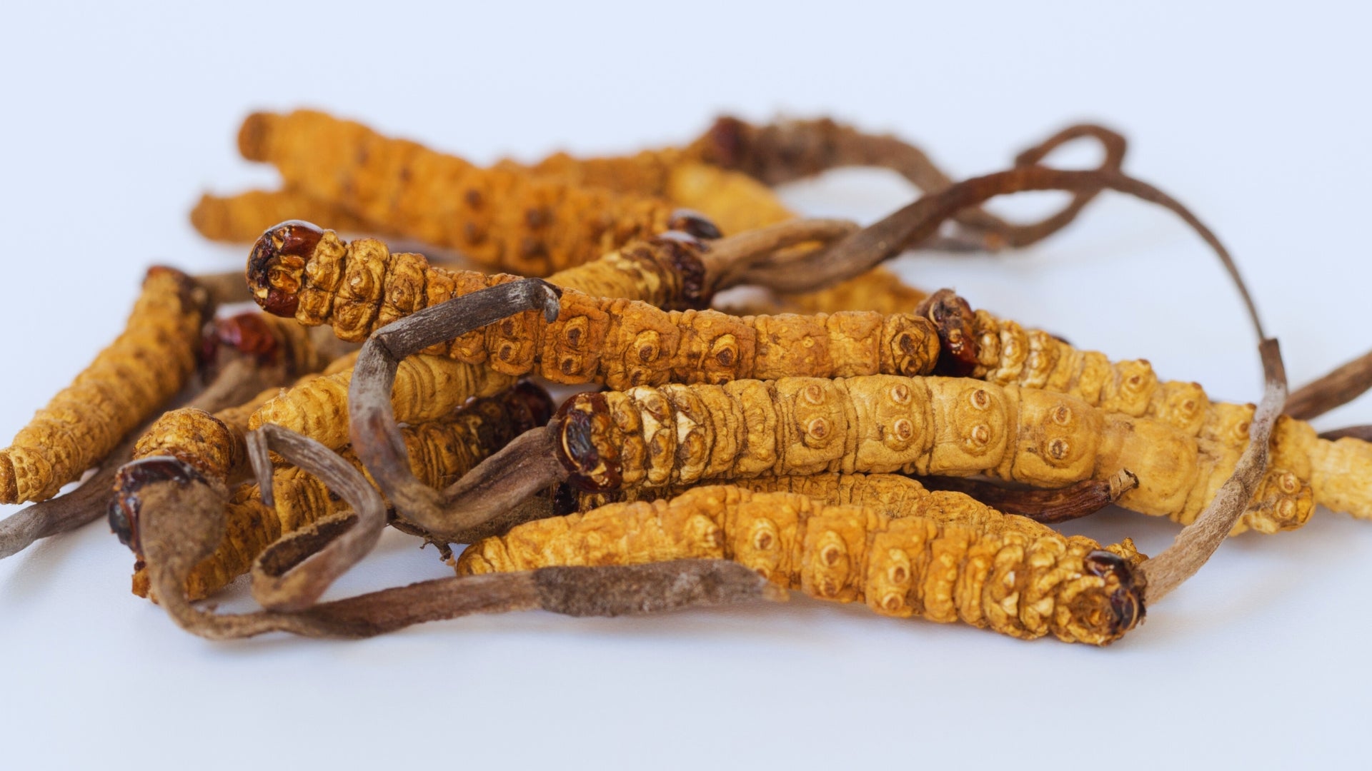 Hongos medicinales para animales