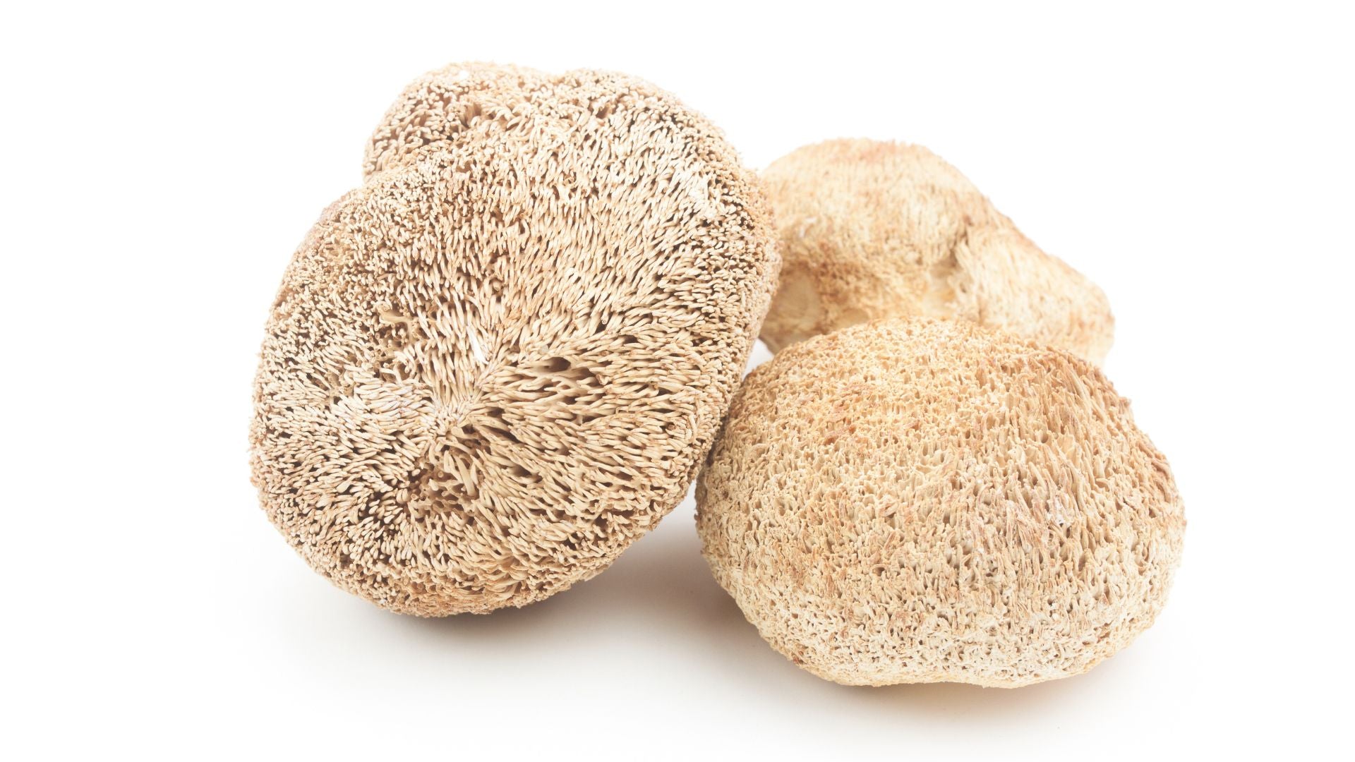 Hericium orgánico: vitalidad natural para tu mejor amigo