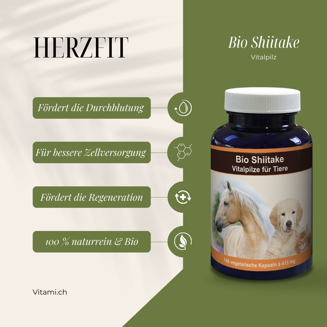 Shiitake orgánico: naturalmente apto para tu amigo peludo