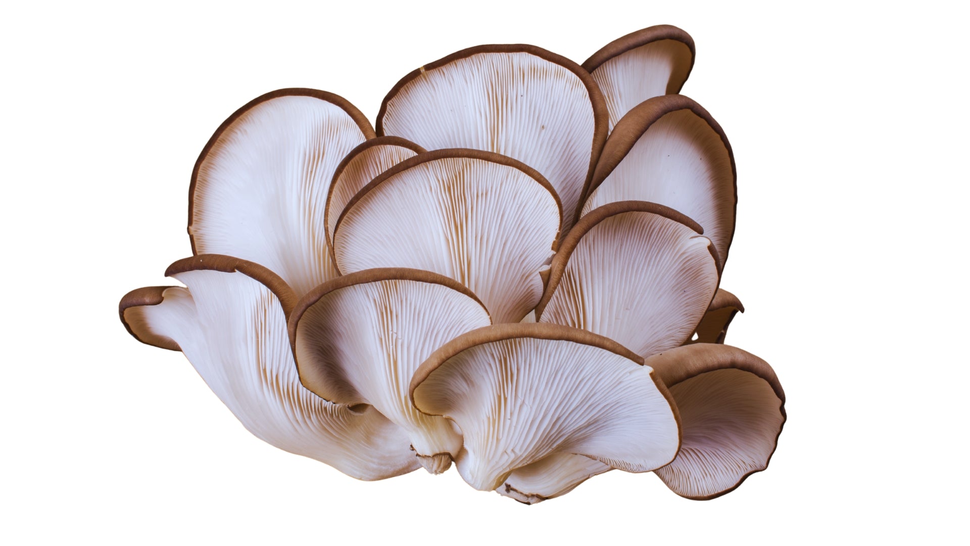 Bio Pleurotus – Pura vitalidad para tu mascota