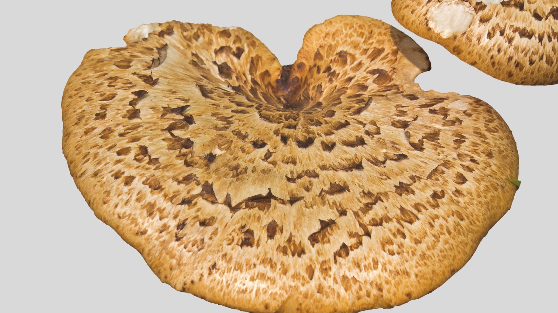 Bio Polyporus: Poder natural para animales sanos y felices