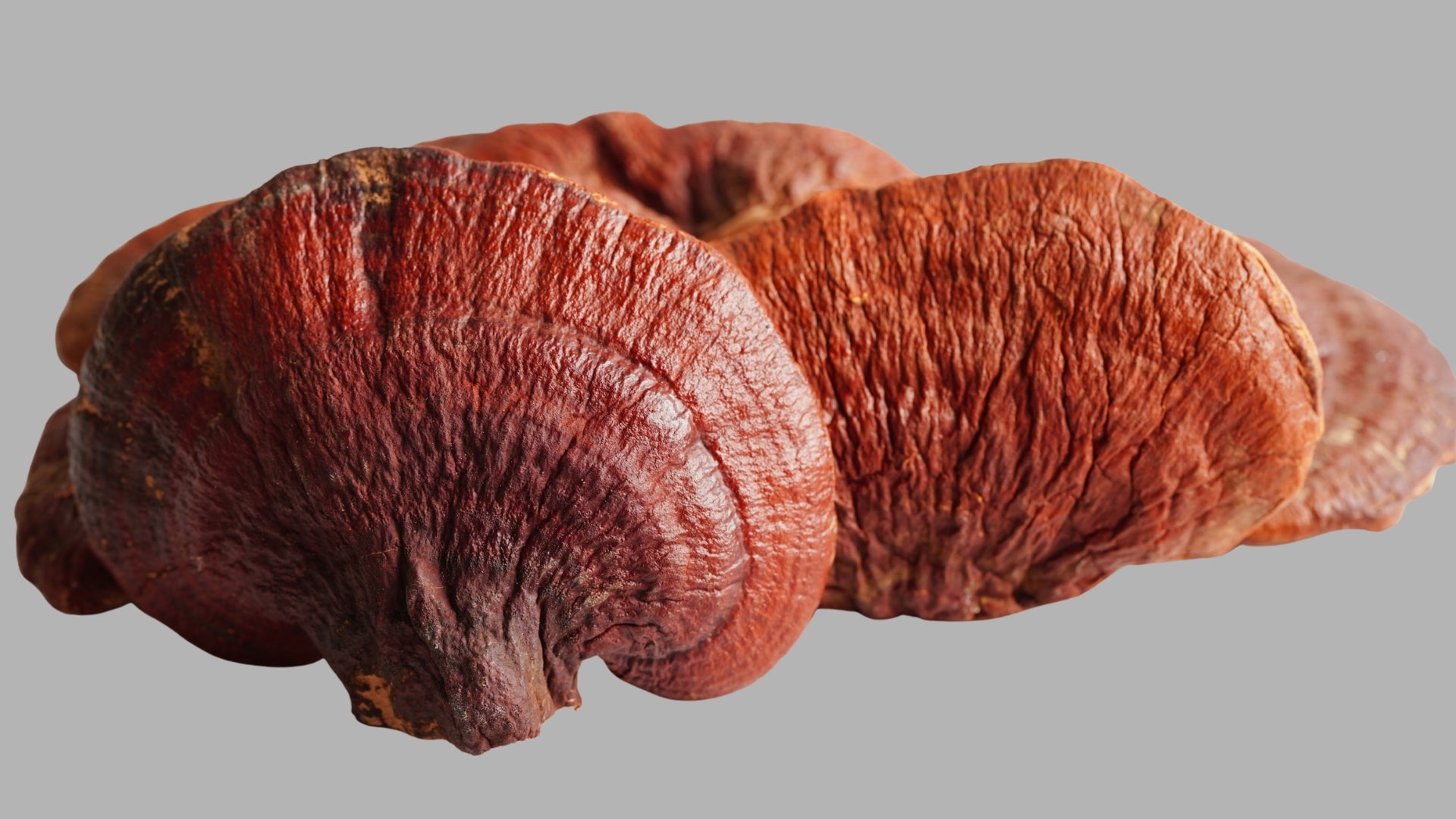 Reishi Ling Zhi orgánico: vitalidad pura del poder de la naturaleza