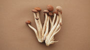 Shiitake orgánico: naturalmente apto para tu amigo peludo