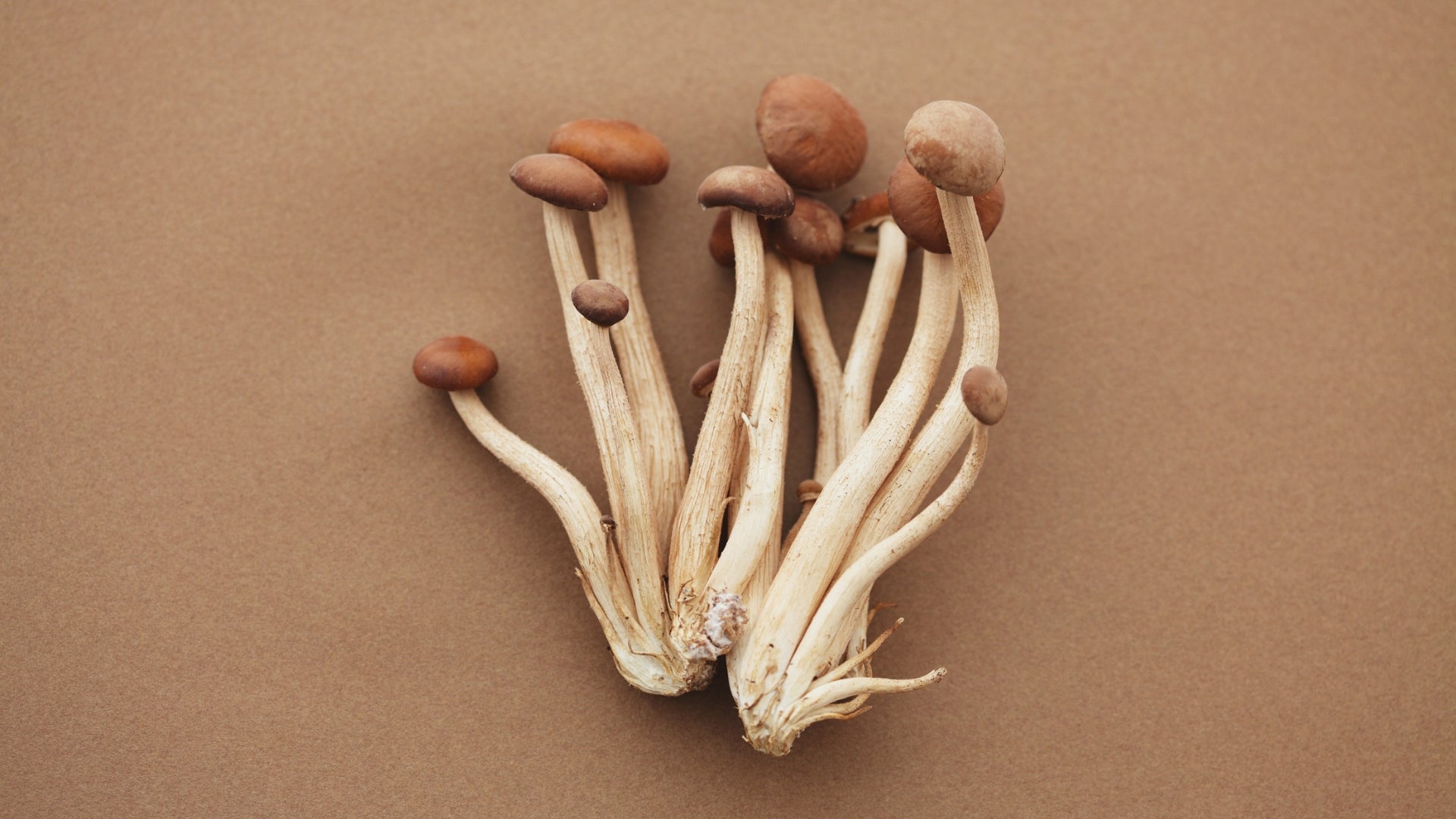 Shiitake orgánico: naturalmente apto para tu amigo peludo
