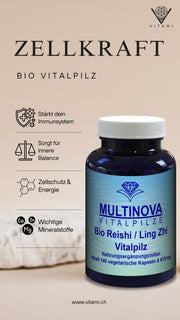 Reishi orgánico / Ling Zhi: tu hongo medicinal para el equilibrio y la energía
